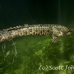 crocodile_american_nc_jar_h_0667_cub6957.jpg